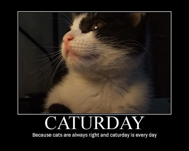 Kattenpraat
