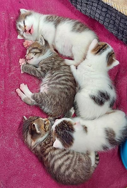 Kattenpraat