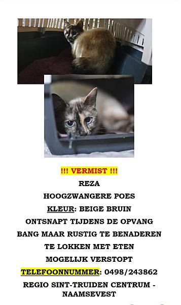 Kattenpraat