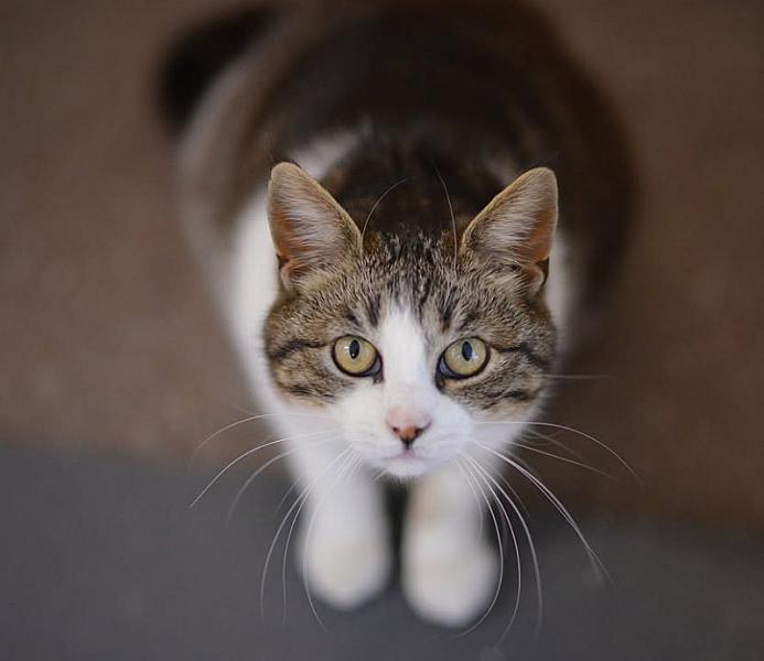 Kattenpraat