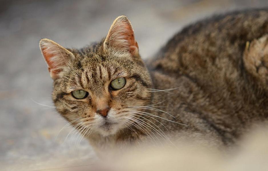 Kattenpraat