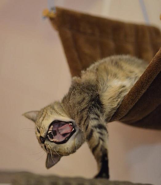 Kattenpraat