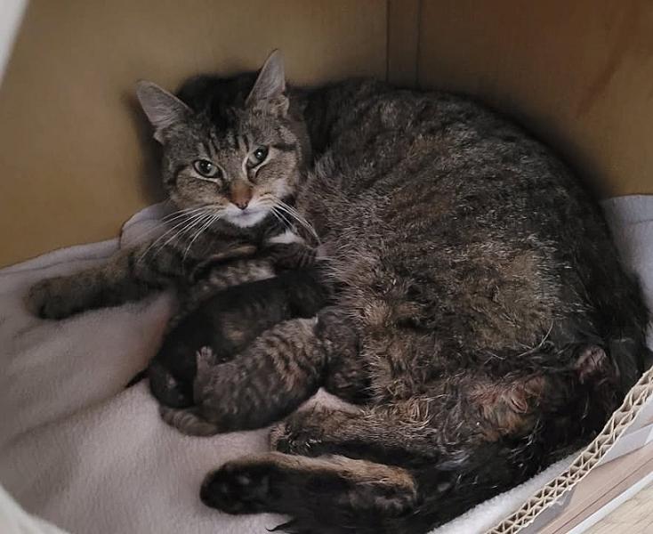 Kattenpraat
