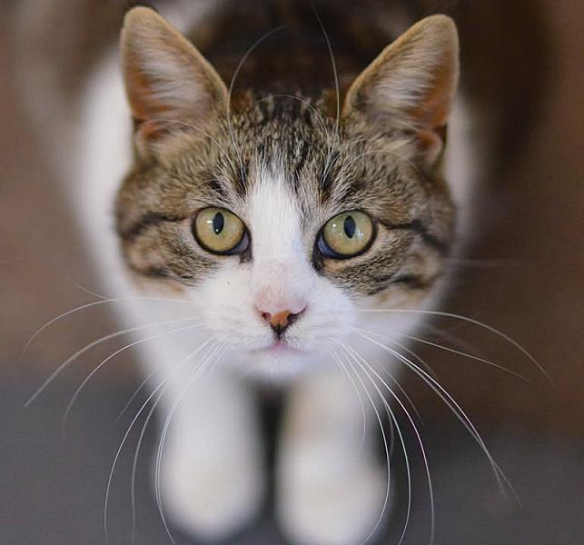 Kattenpraat