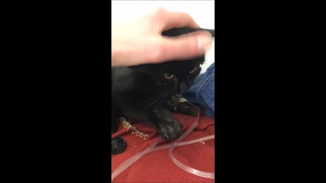 Kattenpraat