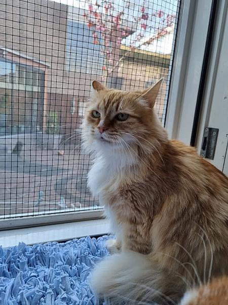 Kattenpraat