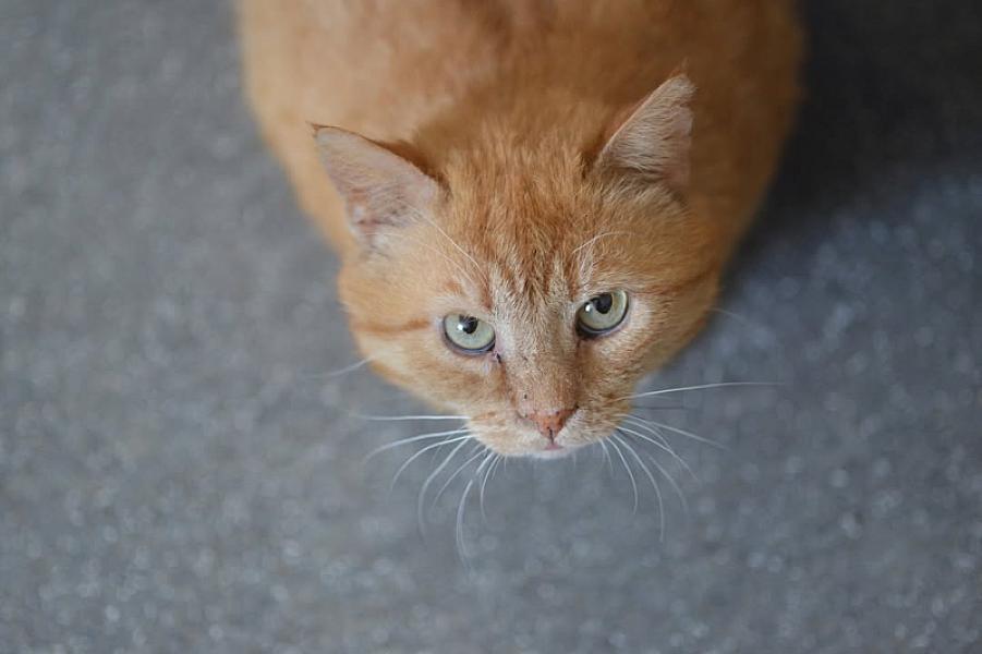 Kattenpraat