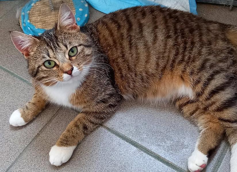 Kattenpraat