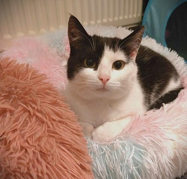 Kattenpraat