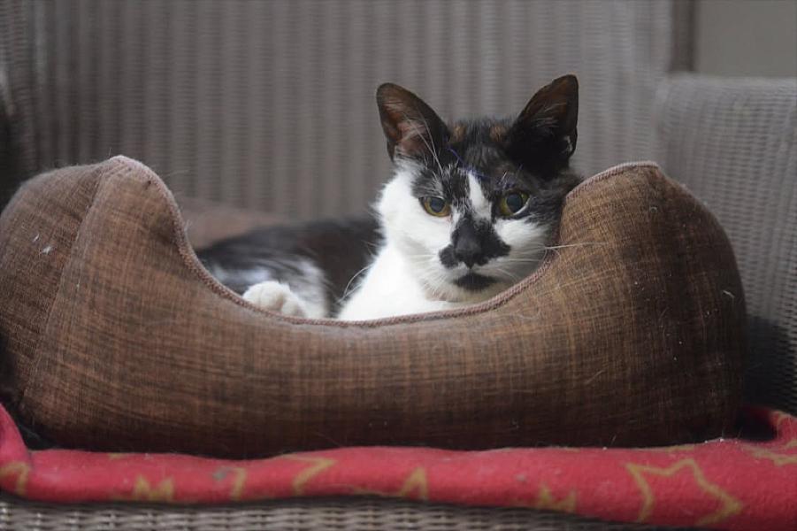 Kattenpraat
