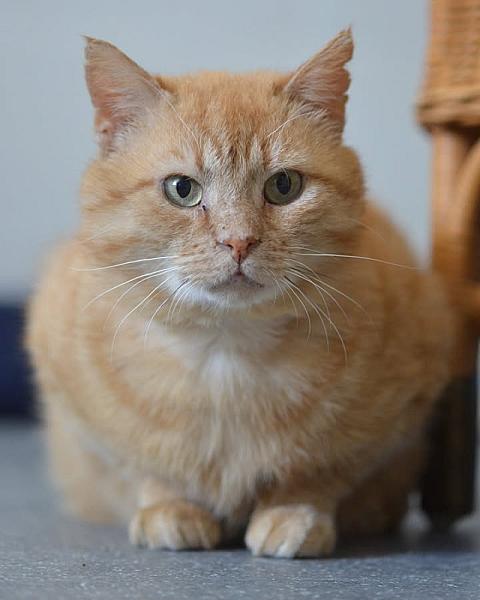 Kattenpraat