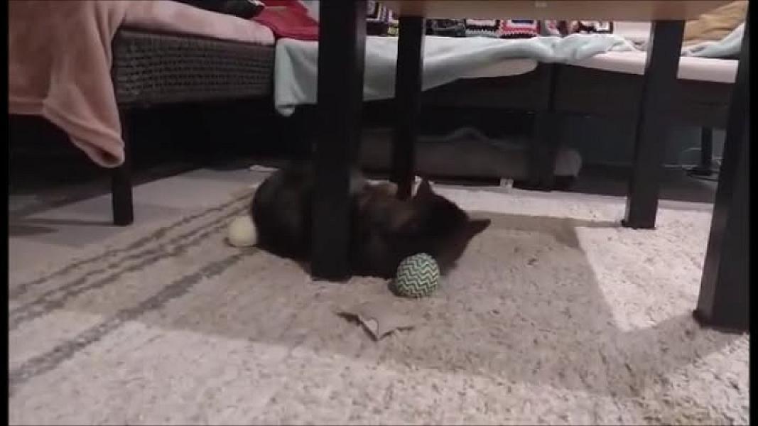 Kattenpraat