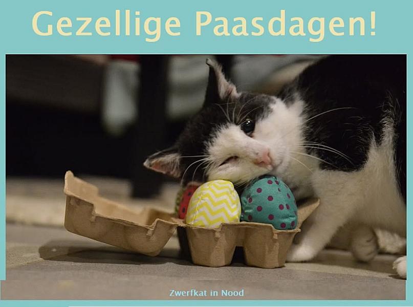 Kattenpraat