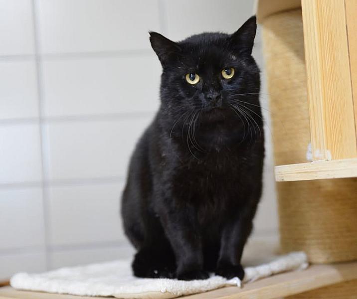 Kattenpraat