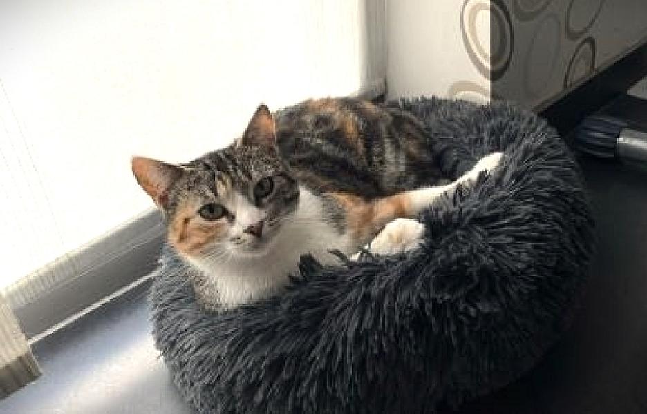 Kattenpraat