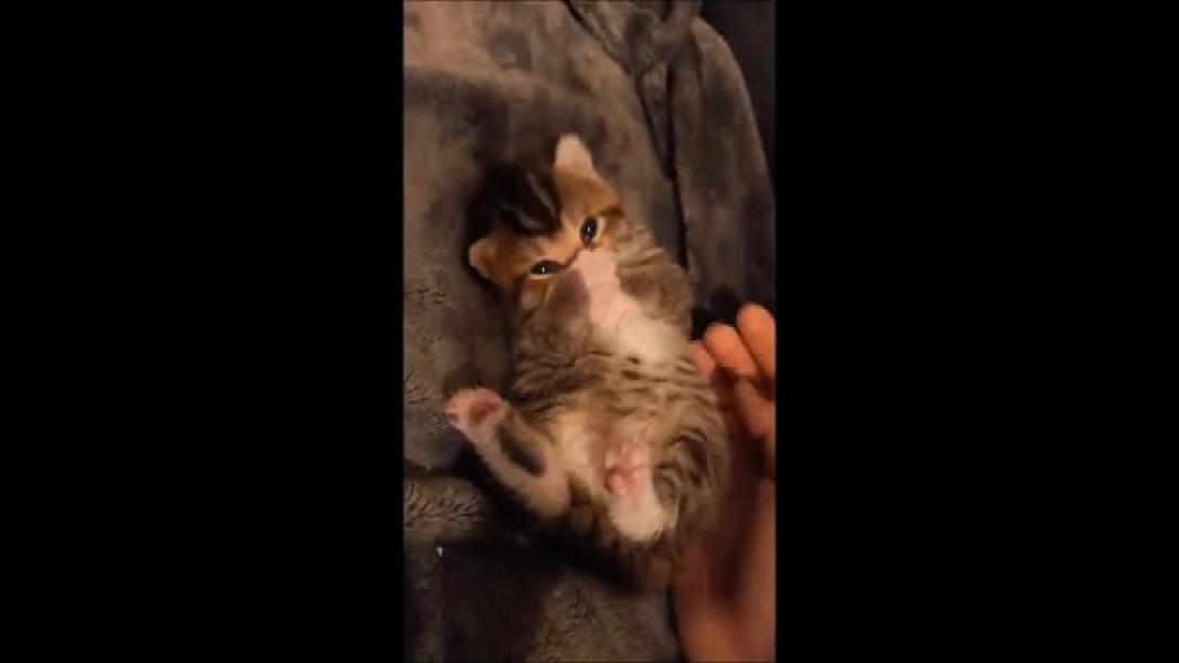 Kattenpraat