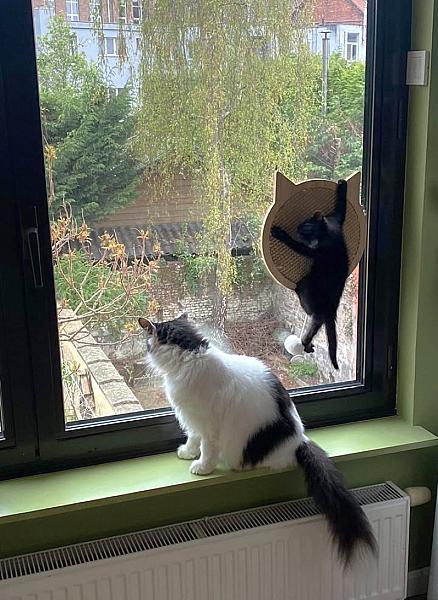 Kattenpraat