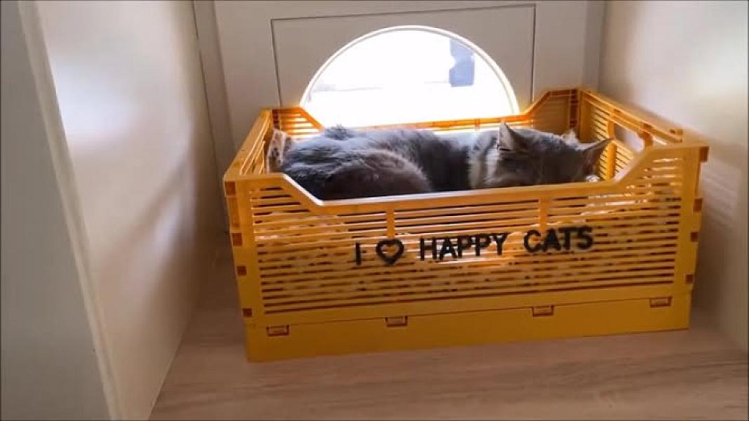 Kattenpraat