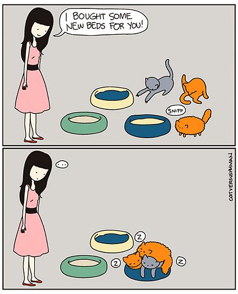 Kattenpraat
