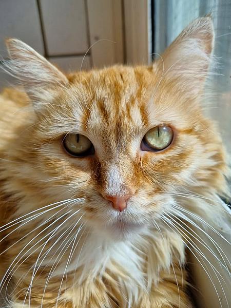 Kattenpraat