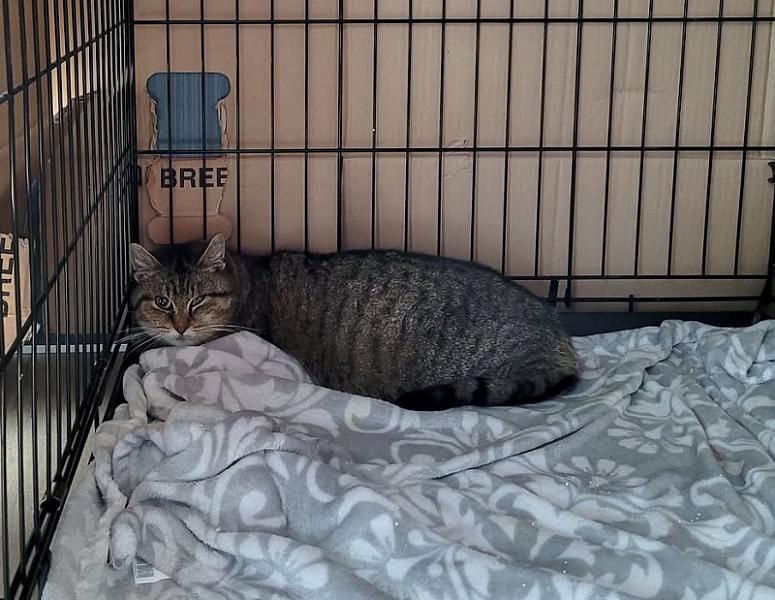 Kattenpraat