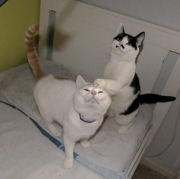 Kattenpraat