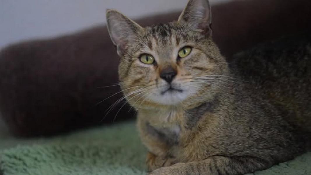 Kattenpraat