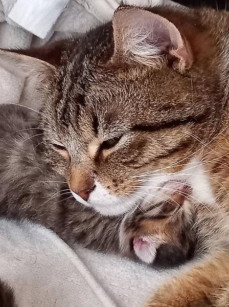 Kattenpraat