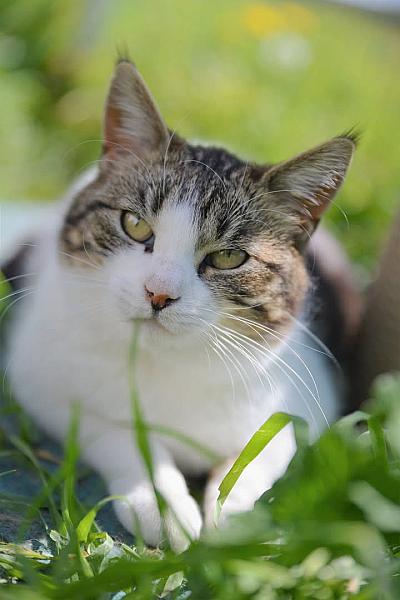 Kattenpraat