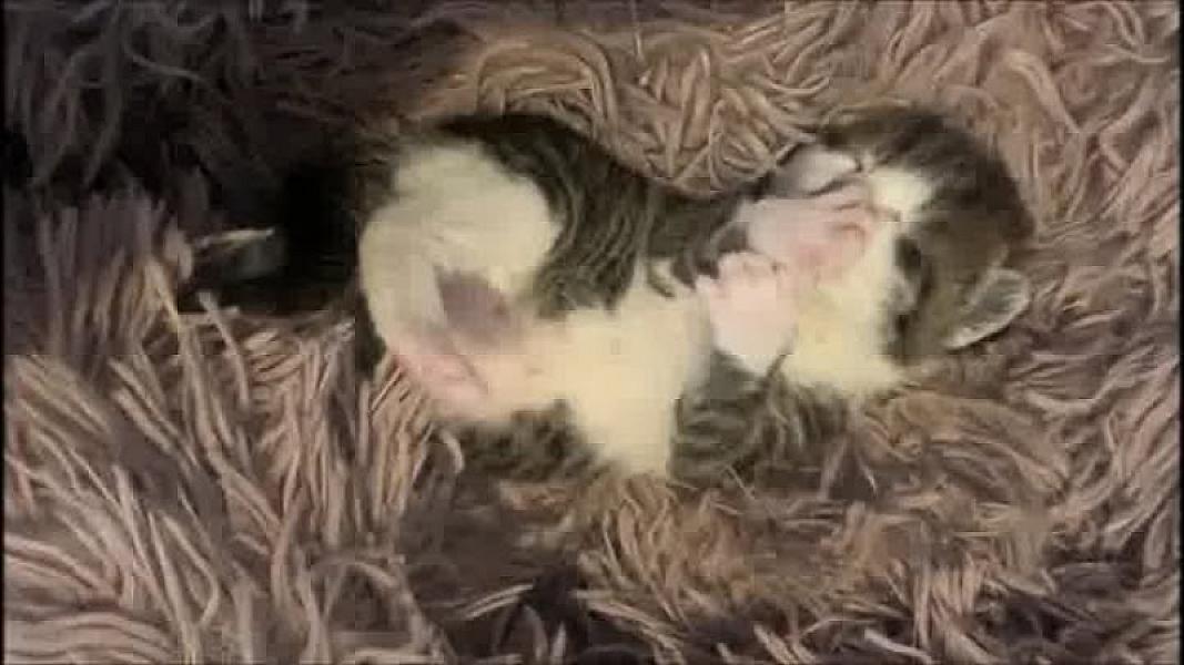 Kattenpraat