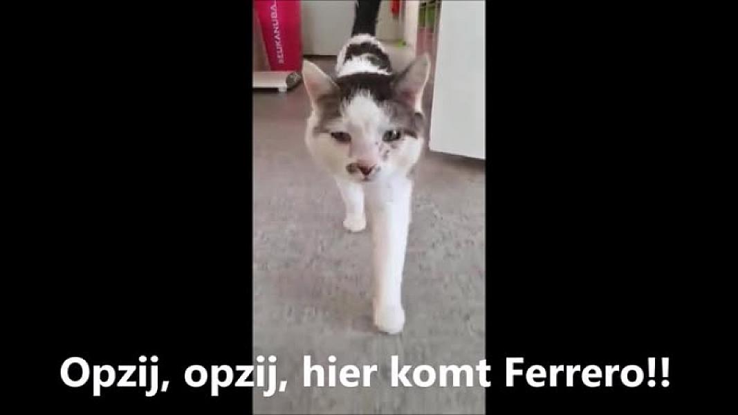 Kattenpraat