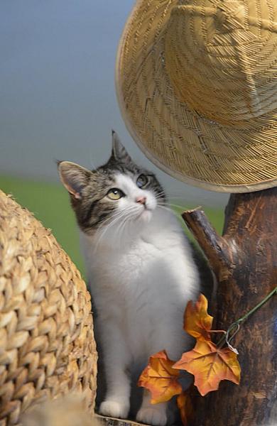 Kattenpraat