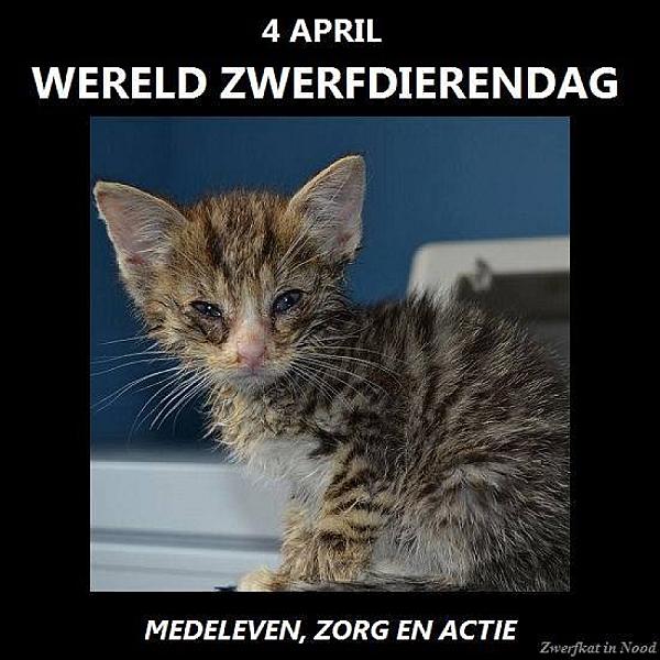 Kattenpraat