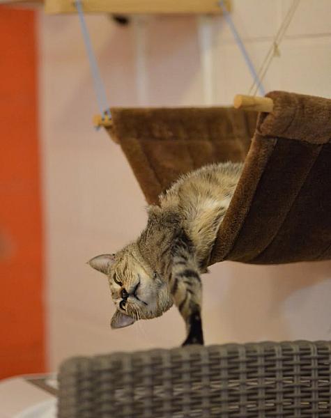 Kattenpraat