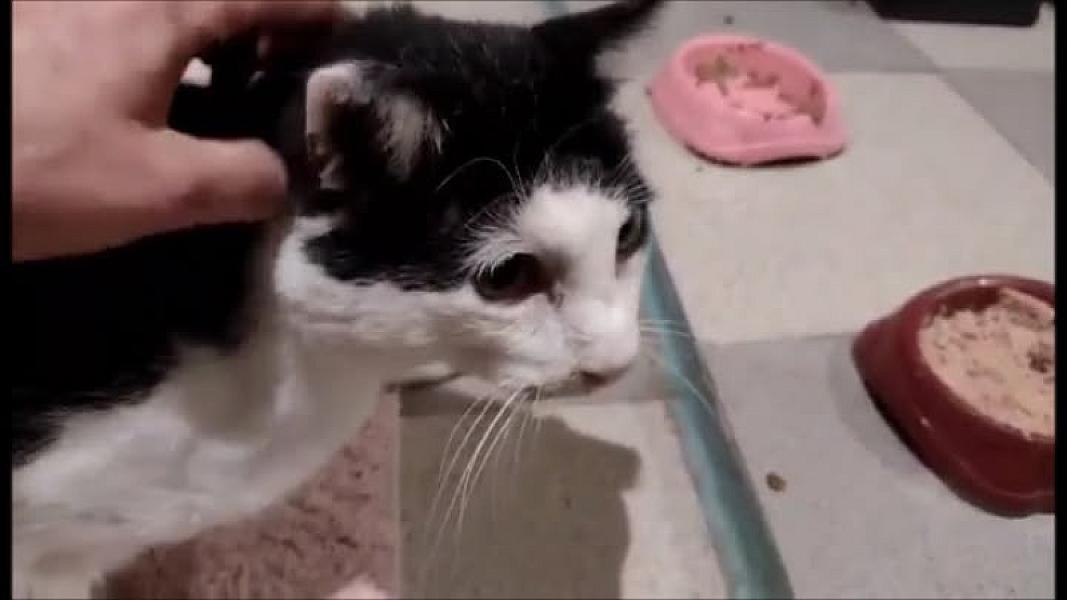 Kattenpraat