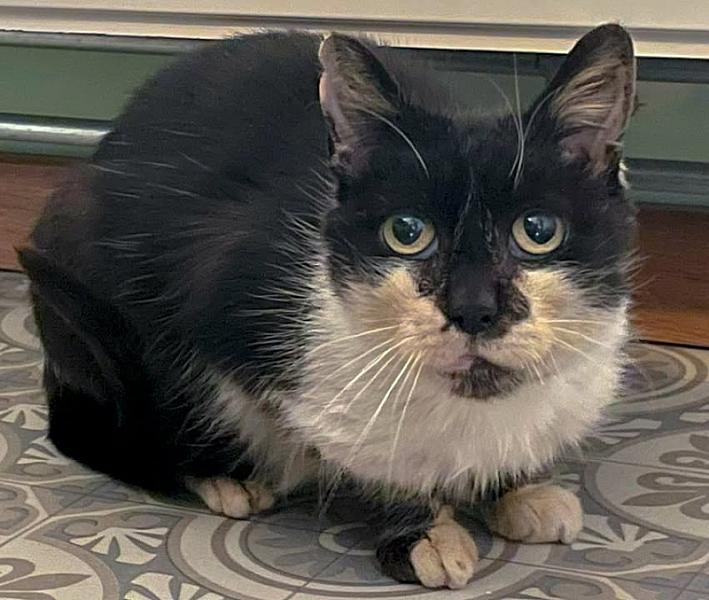 Kattenpraat