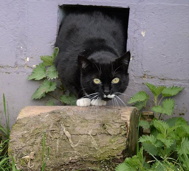 Kattenpraat
