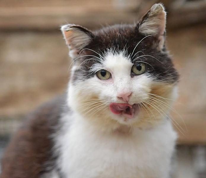 Kattenpraat