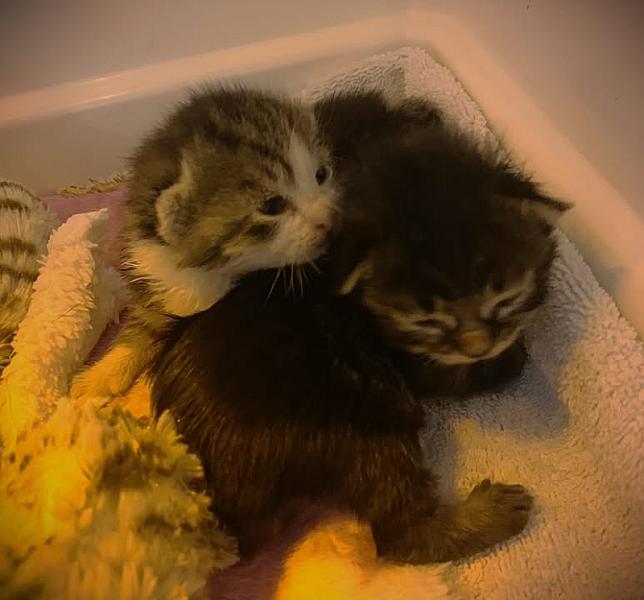 Kattenpraat