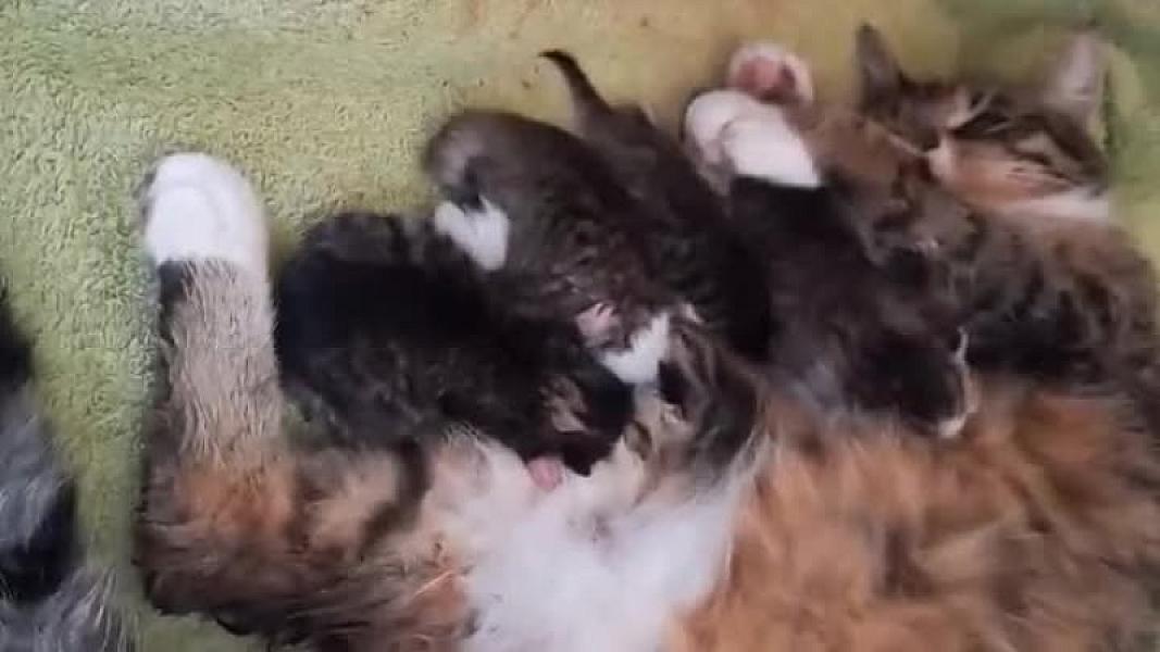 Kattenpraat