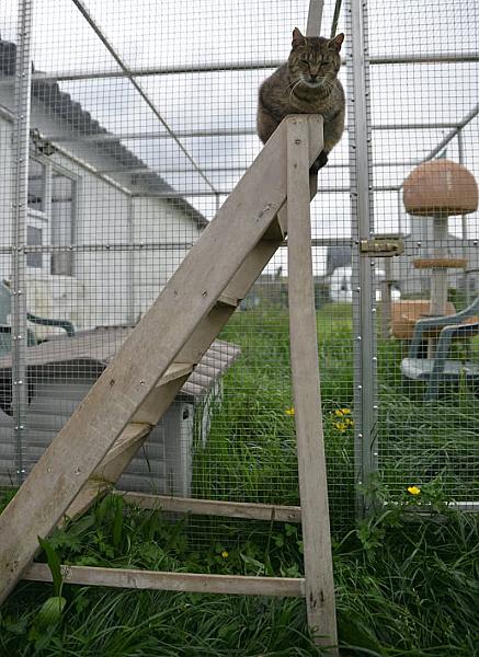 Kattenpraat