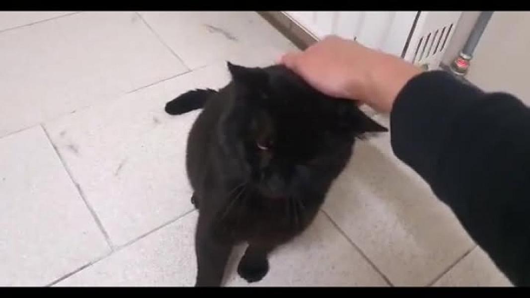 Kattenpraat