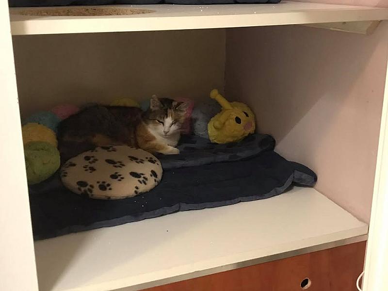 Kattenpraat