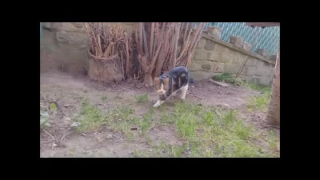 Kattenpraat