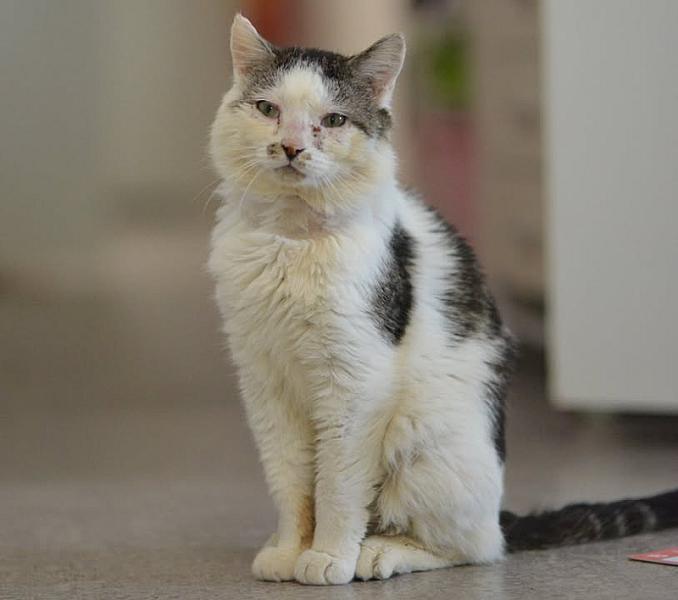 Kattenpraat
