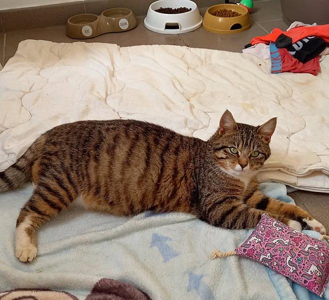 Kattenpraat