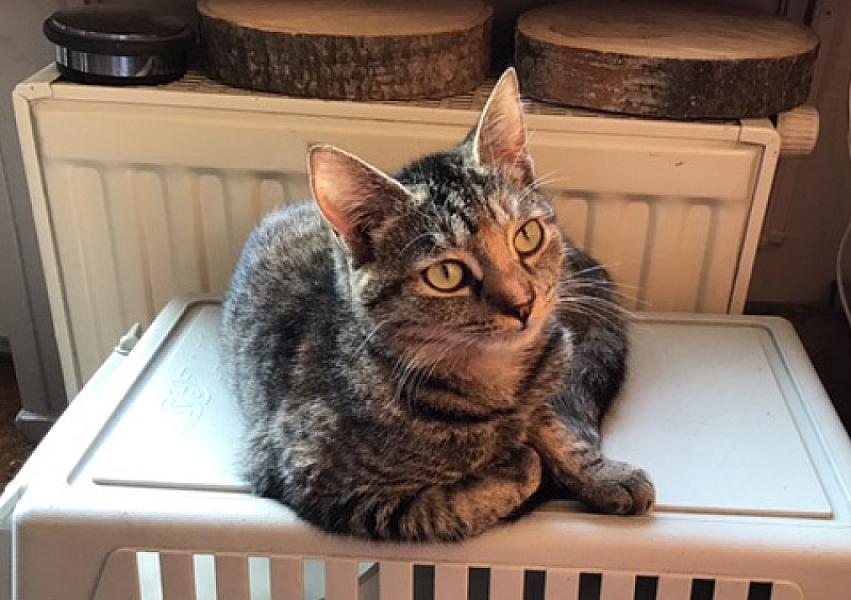 Kattenpraat