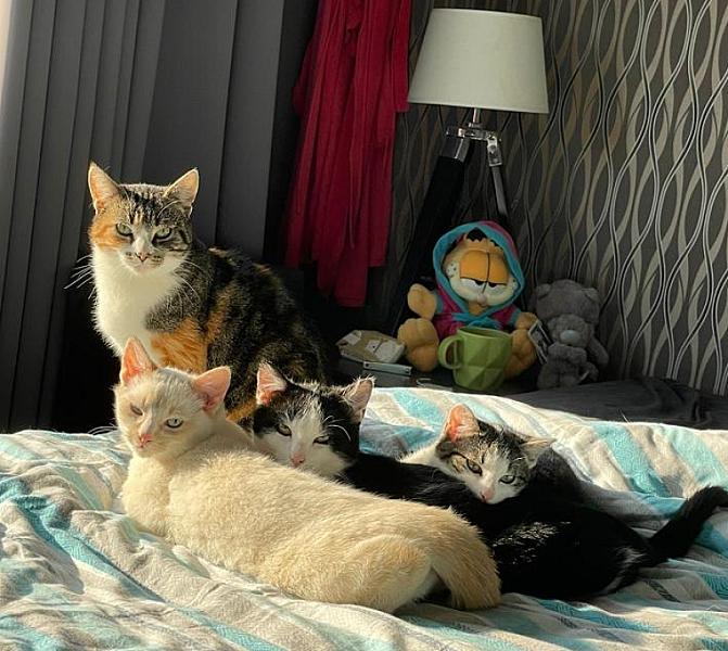 Kattenpraat