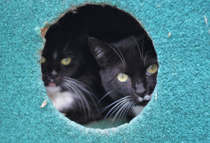 Kattenpraat