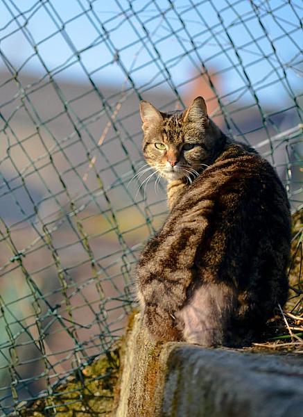 Kattenpraat